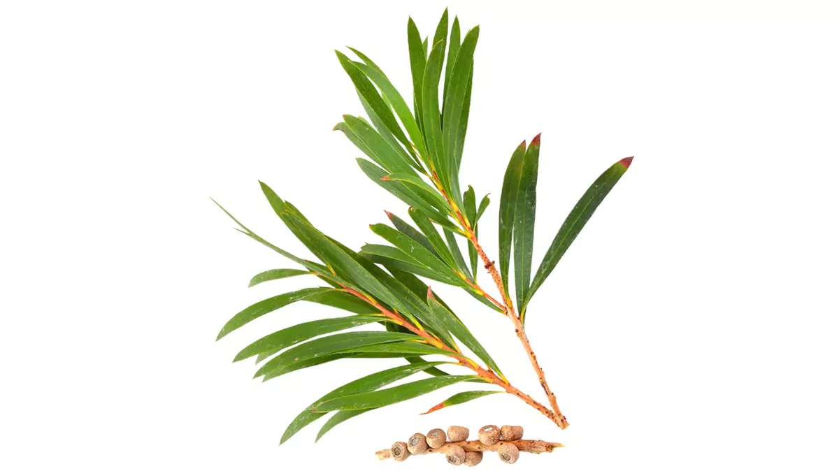 Teafaolaj